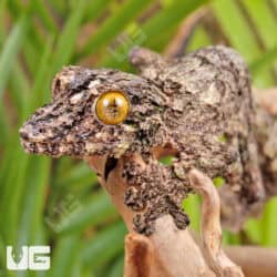 Super Mossy Leaftail Geckos For Sale - Underground Reptiles