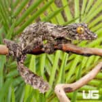 Super Mossy Leaftail Geckos For Sale - Underground Reptiles