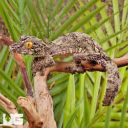 Super Mossy Leaftail Geckos For Sale - Underground Reptiles