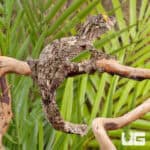 Super Mossy Leaftail Geckos For Sale - Underground Reptiles