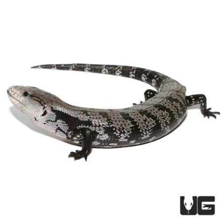 Axanthic Halmahera Blue Tongue Skink, a rare reptile with striking gray and black coloration. Perfec.