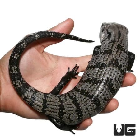 Adult Axanthic Halmahera Blue Tongue Skinks For Sale - Underground Reptile