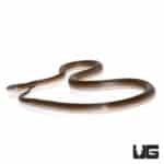 African Brown House Snakes For Sale - Underground Reptiles