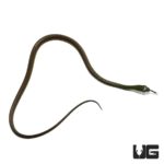 Baby African Green Bush Snake For Sale - Underground Reptiles