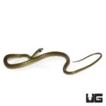 Baby African Green Bush Snake For Sale - Underground Reptiles