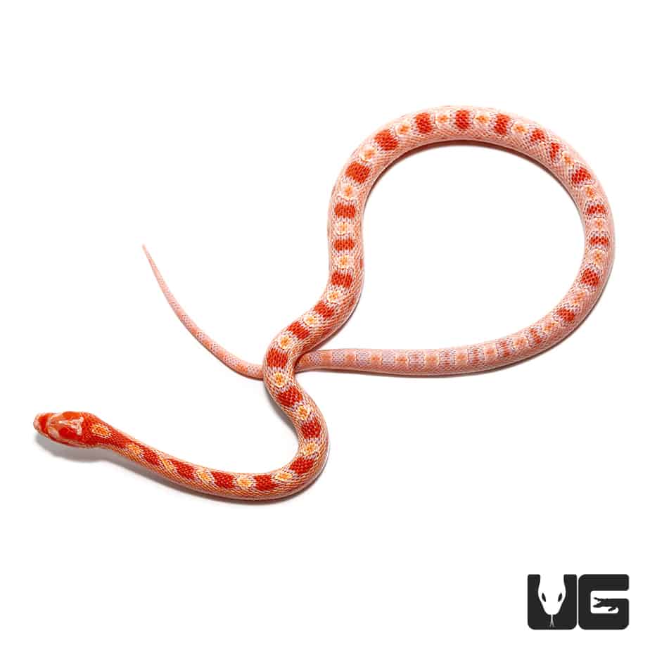 Baby Albino Reverse Okeetee Cornsnakes (Pantherophis guttatus) For Sale