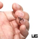 Baby Australian Rainforest Scorpion For Sale - Underground Reptiles