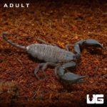 Baby Australian Rainforest Scorpion For Sale - Underground Reptiles
