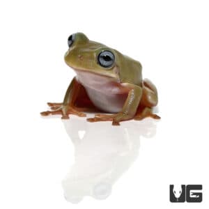 Tree Frogs For Sale - Underground Reptiles