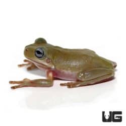 Baby Australian Yellow Blue Eye Dumpy Tree Frog For Sale - Underground Reptiles