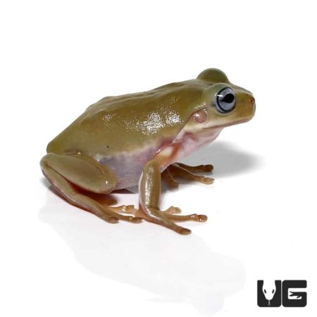 Baby Australian Yellow Blue Eye Dumpy Tree Frog For Sale - Underground Reptiles