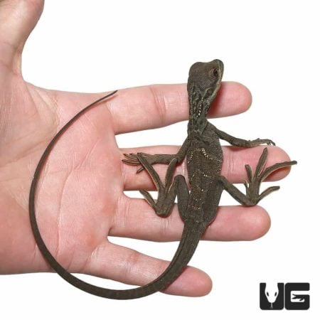 Baby Blotched Black Sailfin Dragons For Sale - Underground Reptiles