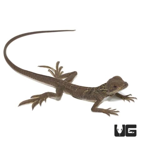 Baby Blotched Black Sailfin Dragon in a white background.