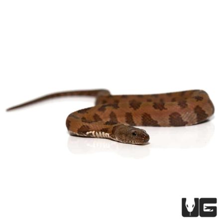 Baby Brown Water Snake For Sale - Underground Reptiles