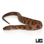 Baby Brown Water Snake For Sale - Underground Reptiles