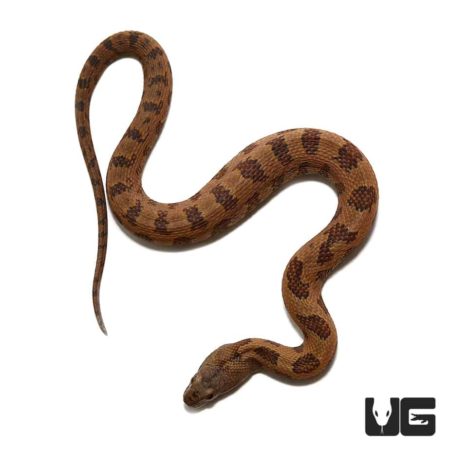 Baby Brown Water Snake For Sale - Underground Reptiles