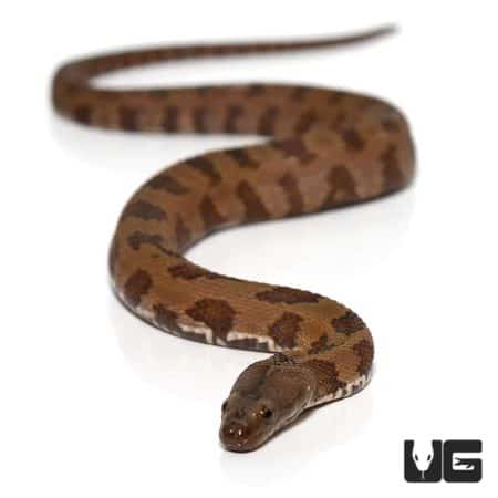 Baby Brown Water Snake For Sale - Underground Reptiles