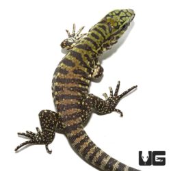 Baby Bruiser Tegus For Sale - Underground Reptiles