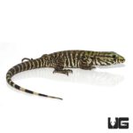 Baby Bruiser Tegus For Sale - Underground Reptiles