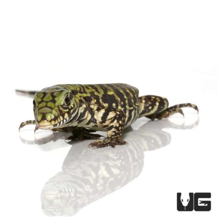 Baby Bruiser Tegus For Sale - Underground Reptiles