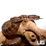 Baby Caramel Carpet Python Het Axanthic For Sale - Underground Reptiles