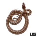 Baby Caramel Coastal Carpet Python Het Axanthic For Sale - Underground Reptiles