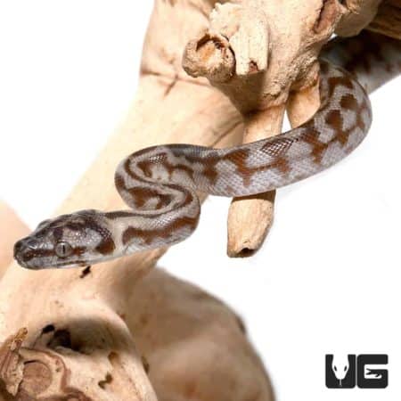 Baby Caramel Jaguar Carpet Python Het Axanthic For Sale - Underground Reptiles