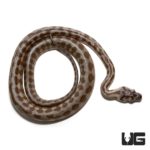 Baby Caramel Jaguar Coastal Carpet Python Het Axanthic For Sale - Underground Reptiles