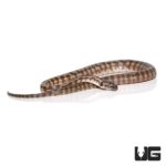 Baby Caramel Jaguar Coastal Carpet Python Het Axanthic For Sale - Underground Reptiles