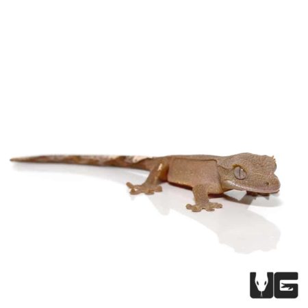 Close-up of a gecko reptile on white background, showcasing its textured skin.