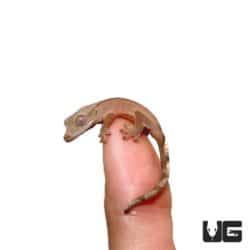 Baby Crimson Crested Gecko For Sale - Underground Reptiles