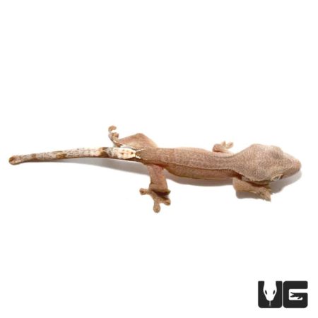 Close-up of a gecko lizard on a white background, showcasing its textured skin and tail.