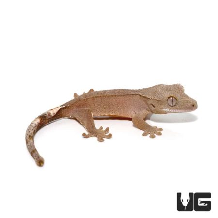 Brown crested gecko with distinctive markings on white background.