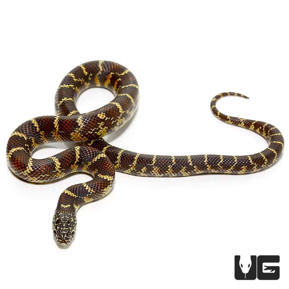 Baby Florida Kingsnakes For Sale Underground Reptiles