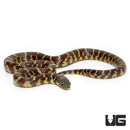 Baby Florida Kingsnake For Sale - Underground Reptiles