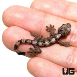 Baby Flying Geckos For Sale - Underground Reptiles
