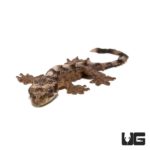 Baby Flying Geckos For Sale - Underground Reptiles