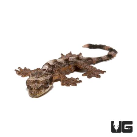Baby Flying Geckos For Sale - Underground Reptiles