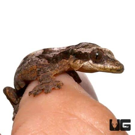 Baby Flying Geckos For Sale - Underground Reptiles
