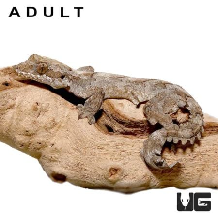 Baby Flying Geckos For Sale - Underground Reptiles