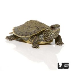 Baby Geographic Map Turtles For Sale - Underground Reptiles