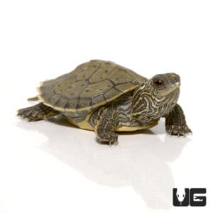 Turtles For Sale - Underground Reptiles