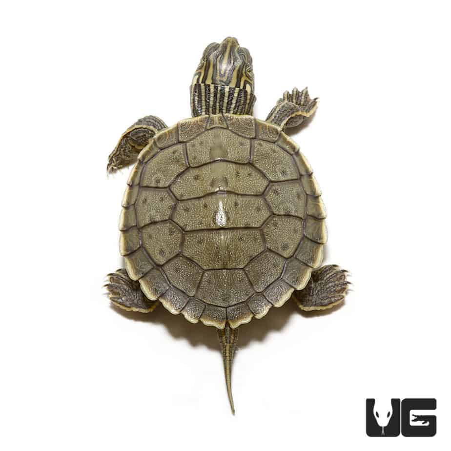 Turtles For Sale - Underground Reptiles