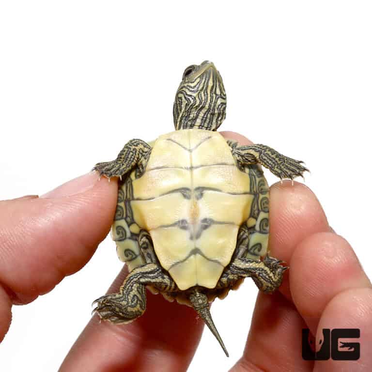 Baby Geographic Map Turtles For Sale - Underground Reptiles