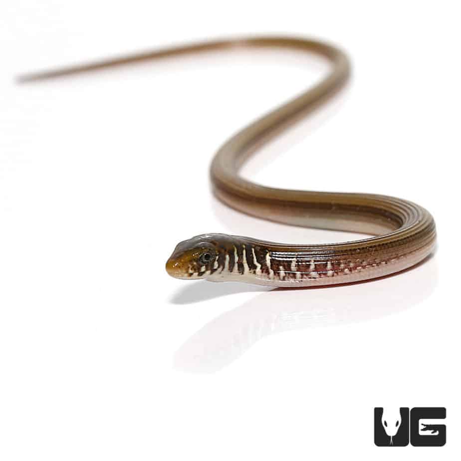 Eastern Legless Lizard For Sale Underground Reptiles