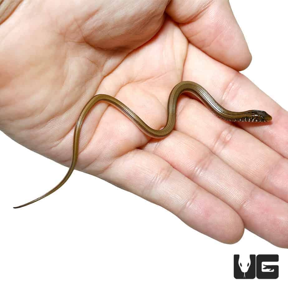 Eastern Legless Lizard For Sale Underground Reptiles