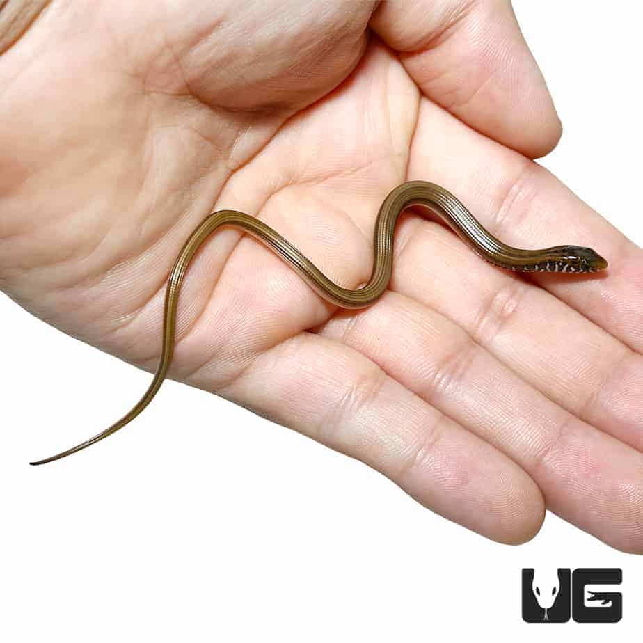 Baby Eastern Legless Lizards (Thamnophis sirtalis) For Sale