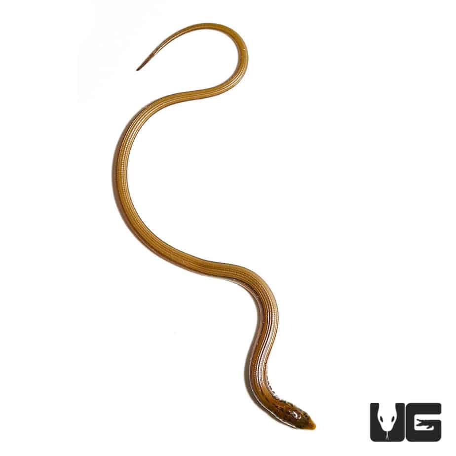 Eastern Legless Lizard For Sale Underground Reptiles