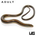 Baby Eastern Legless Lizard For Sale - Underground Reptiles