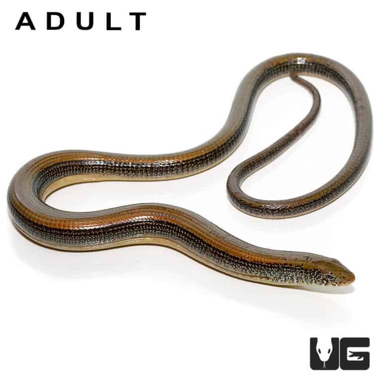 Baby Eastern Legless Lizards (Thamnophis sirtalis) For Sale
